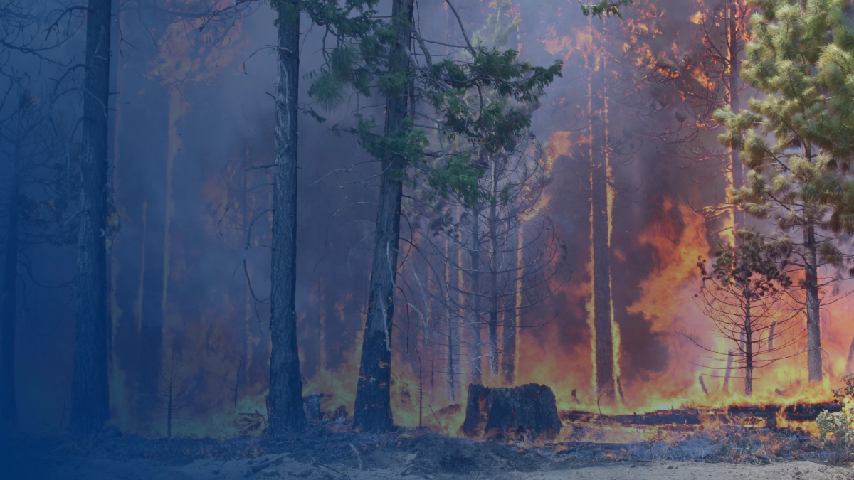 A wildfire.